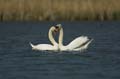 035 Höckerschwan - Paarung (Cygnus olor)